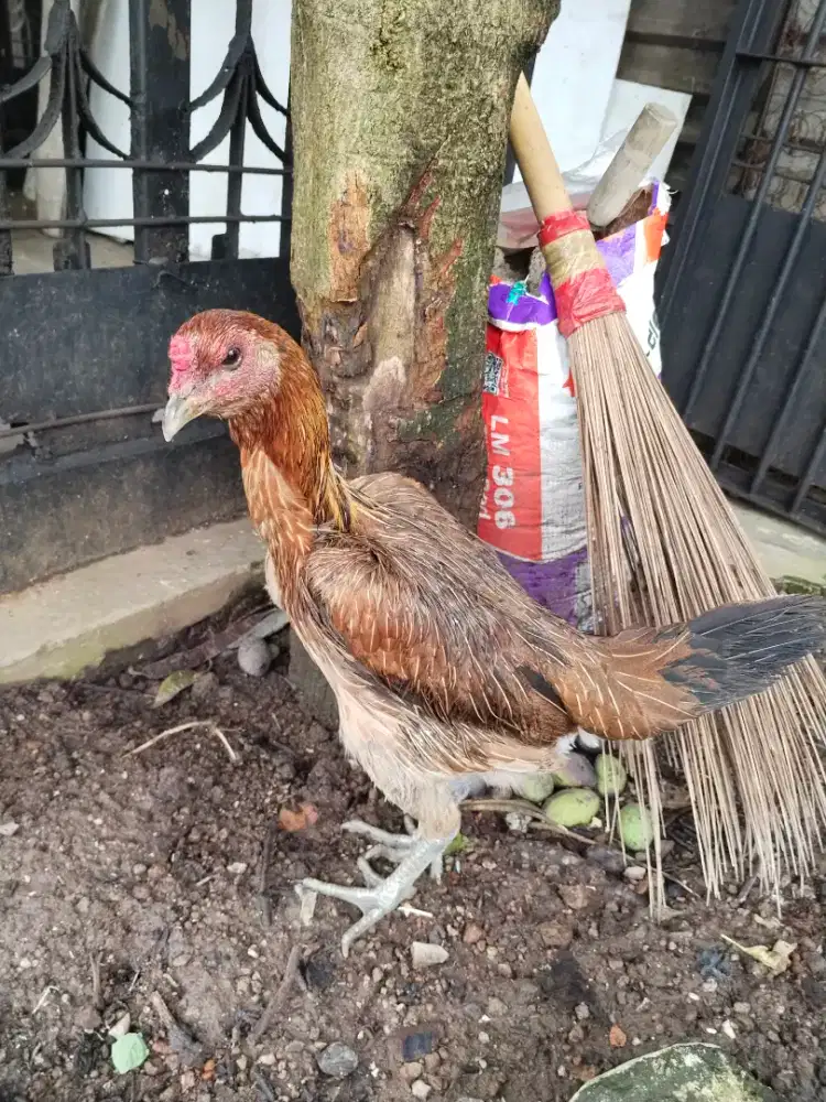 Ayam bangkok biang trah Import