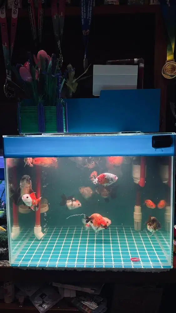 Aquarium + Filter talang full set tinggal colok