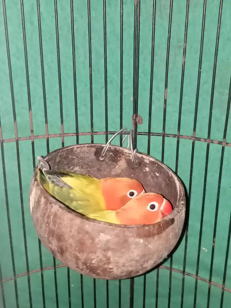 Biola Euwing Gold /ino mm /pf Prediksi Sepasang