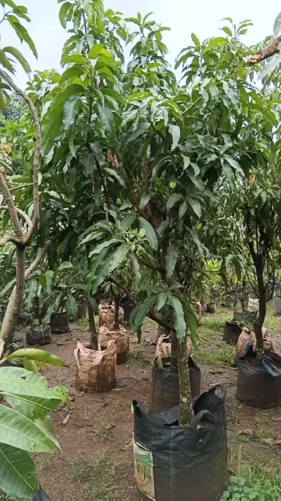 Pohon manggah miazaki