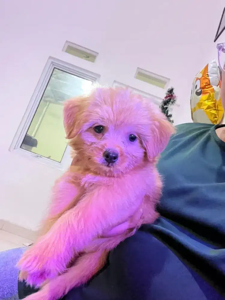 Jual Anjing Maltipoo