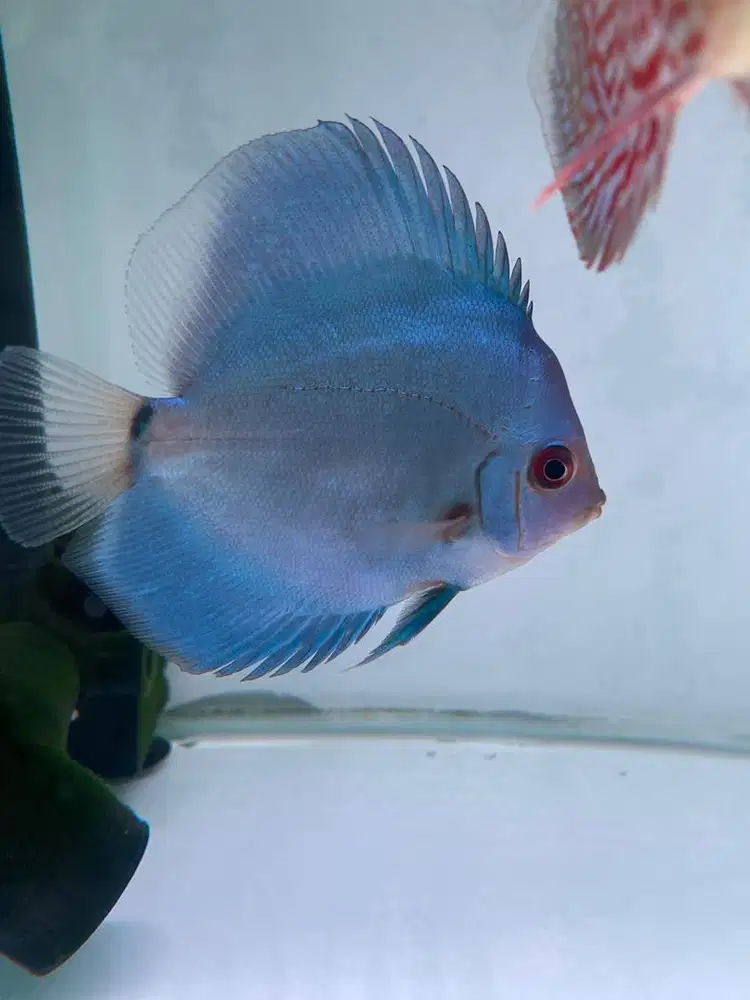 Discus blue diamond 3 in