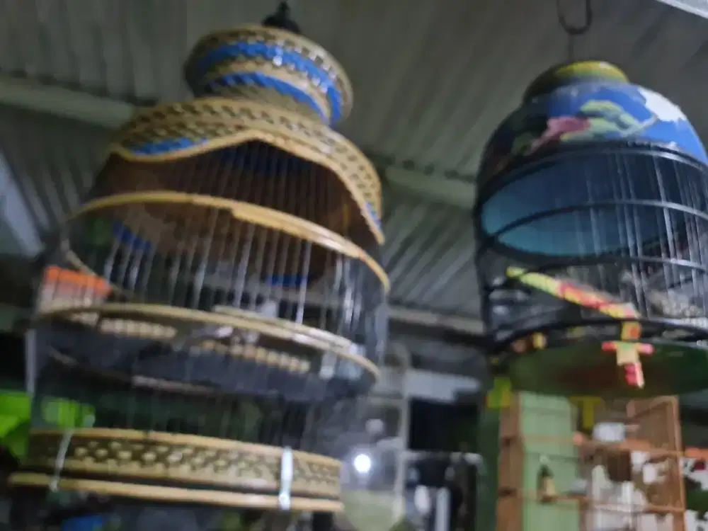 Dijual Burung Perkutut Bangkok & Lokal