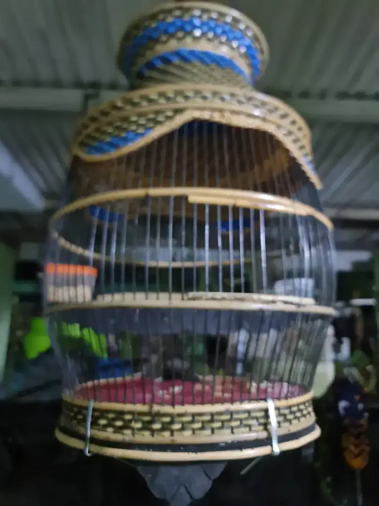 Dijual Burung Perkutut Bangkok & Lokal