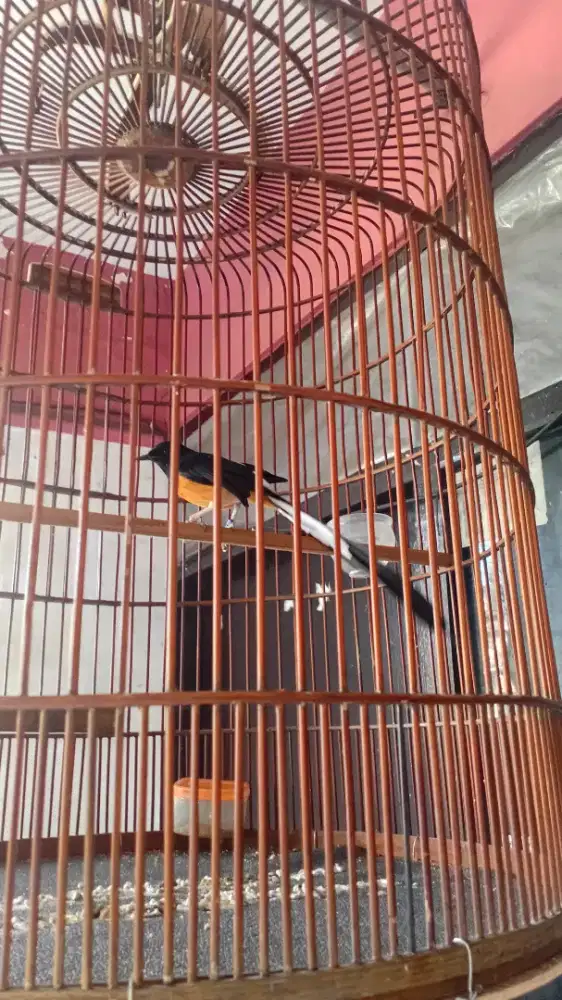 Murai Ekor 24 ngurak 2X gacor