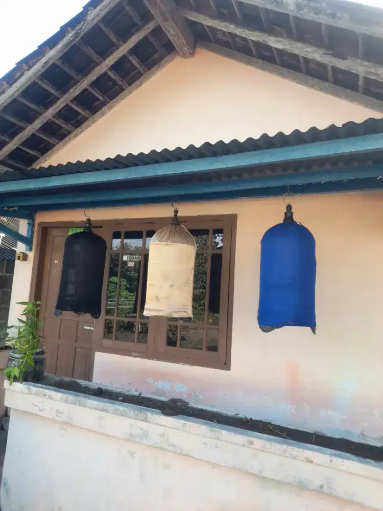 Cingcoho, dan trucuk rawatan