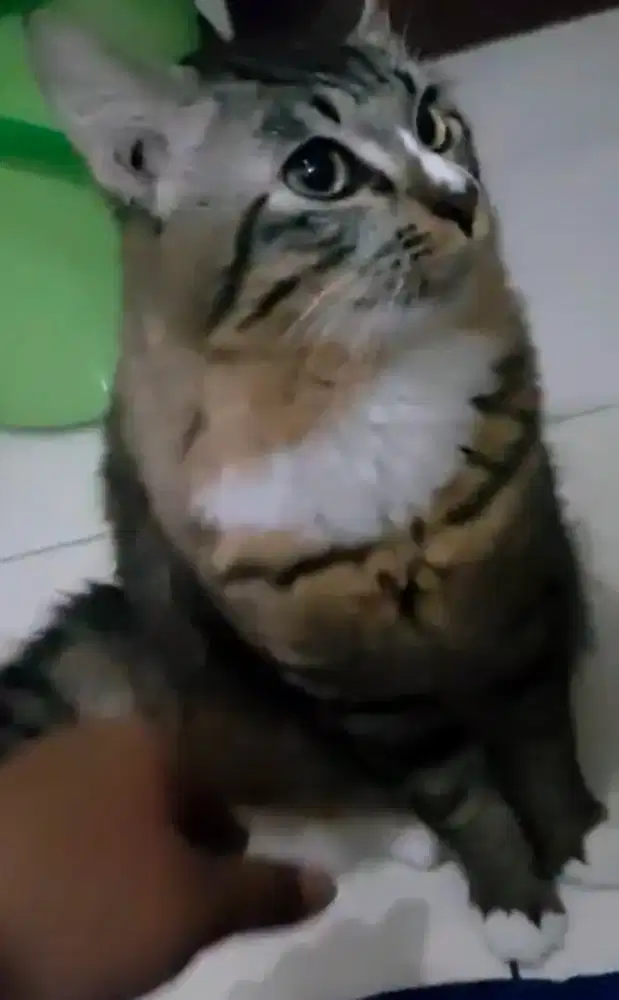 Kucing Persia Jantan