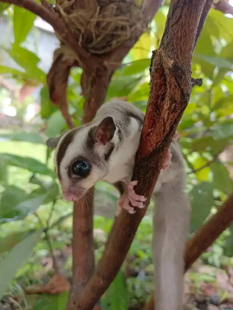 Sugar glider jantan