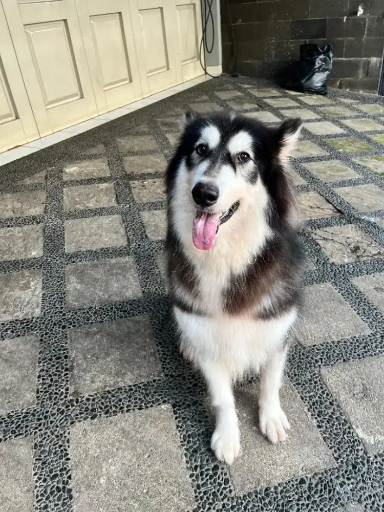 Alaskan Malamute betina