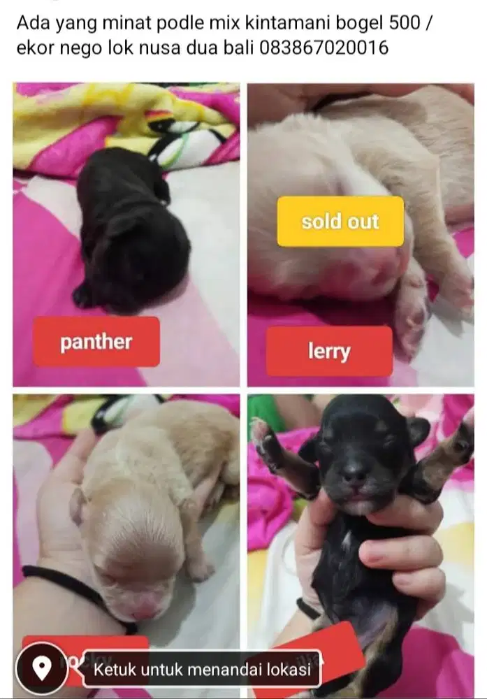 Usia 2 minggu poddle mix kintamani