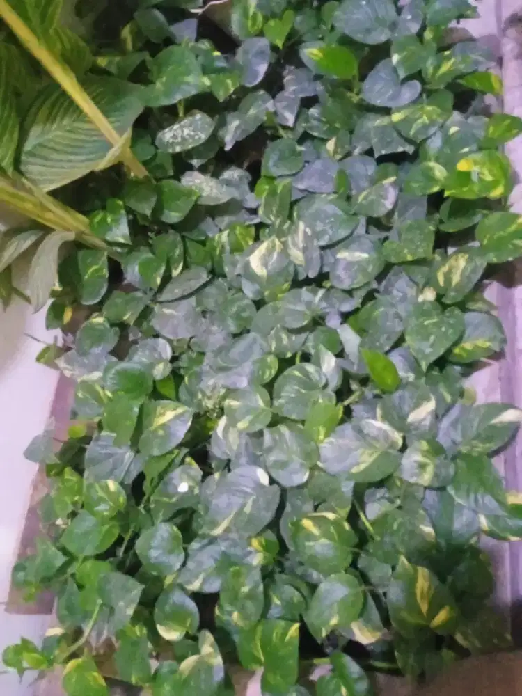 Taneman hias sirih gading