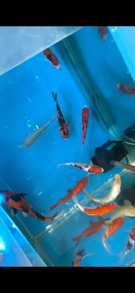 KOI BLITAR , showa dan hiutsuri