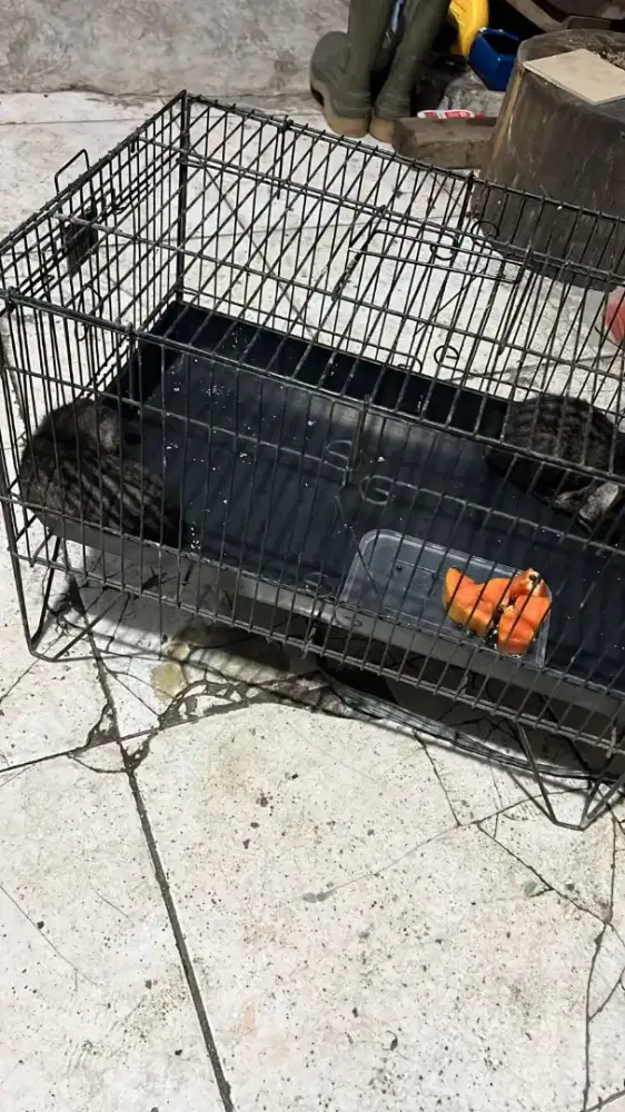 musanggg anakan masi bayi bisa di jinakan