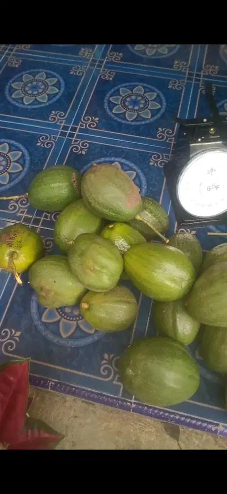 Buah alpukat grosir macam2