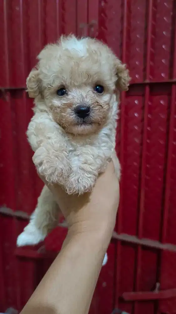 Poodle jantan dan betina