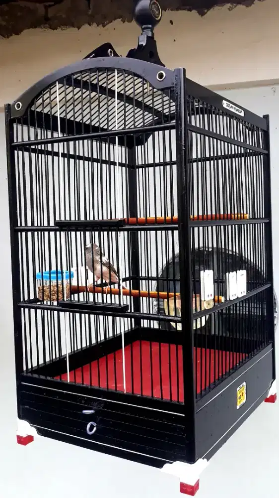 BURUNG PANDA METRIS BUNYI GACOR SANGKAR ORIQ JAYA BARU