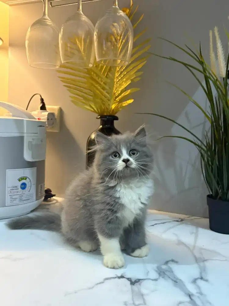 BLH x flatnose jantan 2,5bln