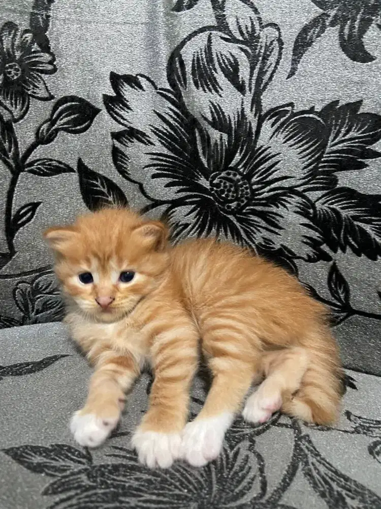 Kitten persia Medium