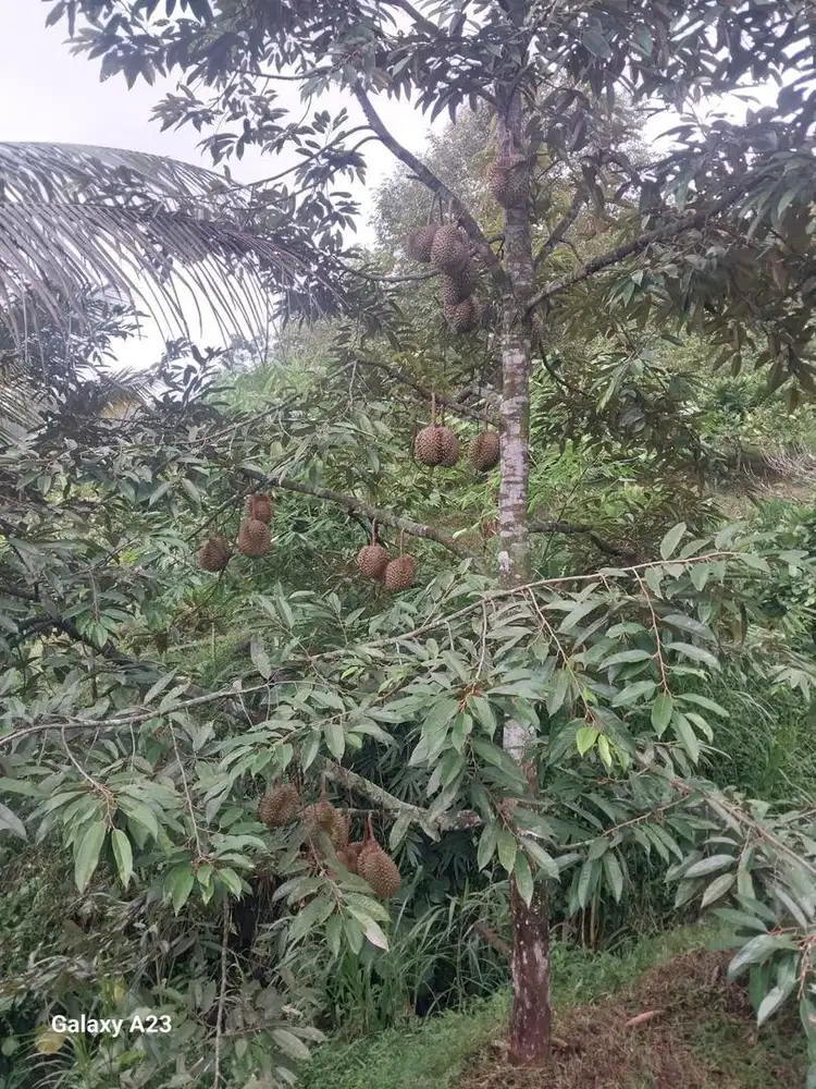 DIJUAL TANAH PRODUKTIF PREMIUM BONUS BANGUNAN DAN AGRIBISNIS