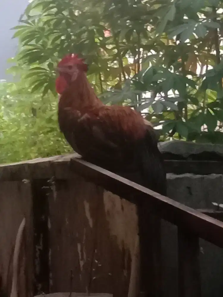 Jual Ayam Jago Pelung Kampung