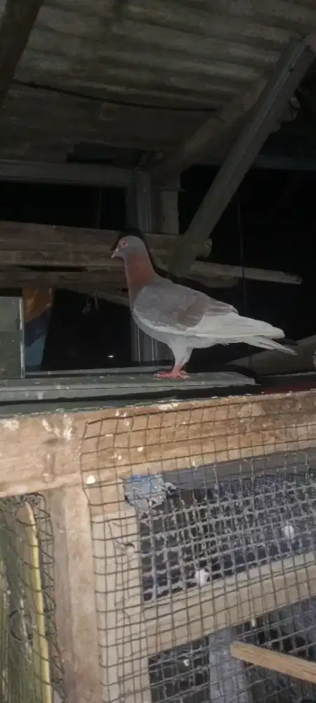 Burung dara lepas murah