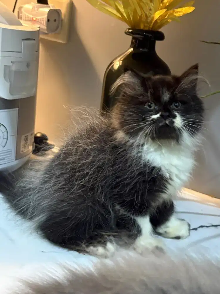 BLh x flatnose jantan 2,5bln