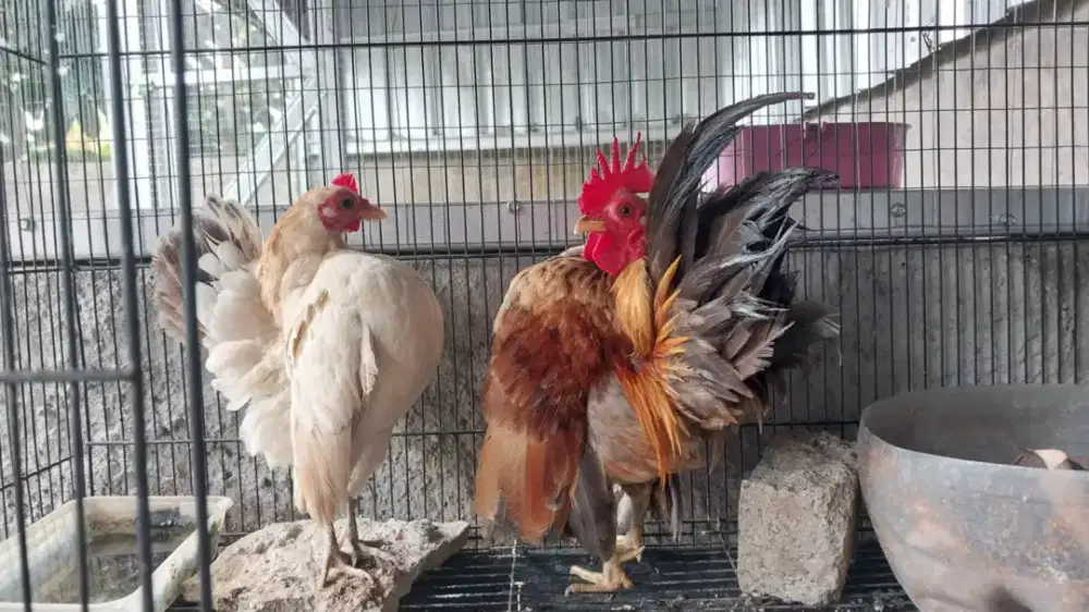 Ayam Serama sepsang