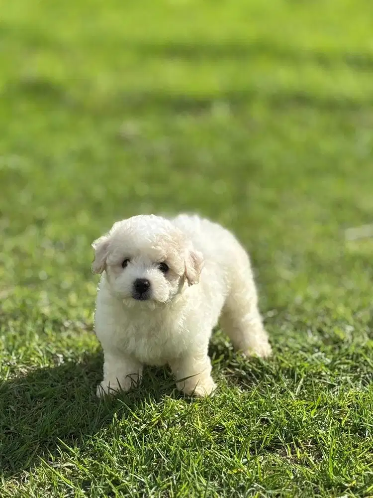anjing bichon frise