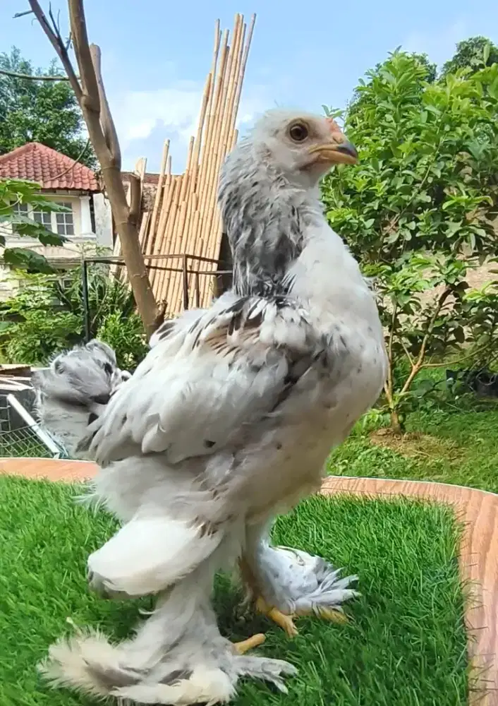 Ayam Brahma Usia 1.5 Bulan