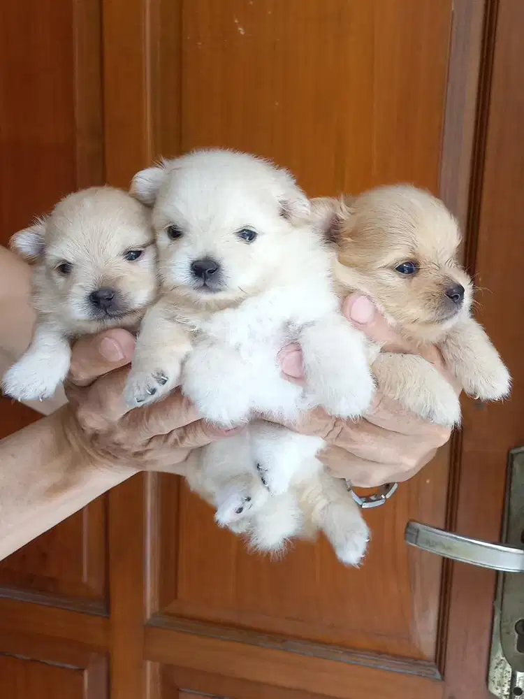 anjing minipom pomerian jefra kennel