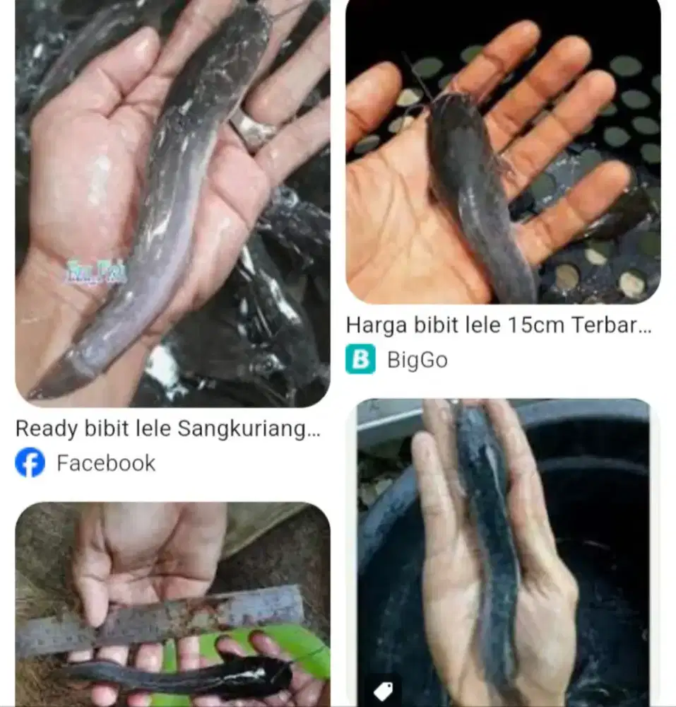 Bibit lele remaja sangkal mutiara sangkuriang