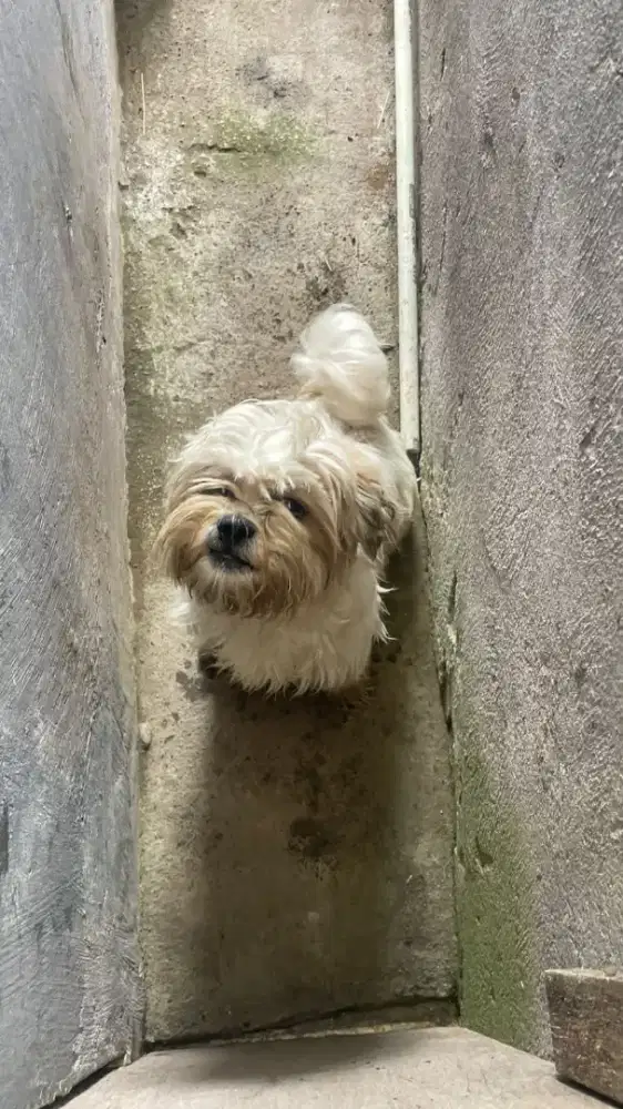 Anjing shihtzu sudah vaksin