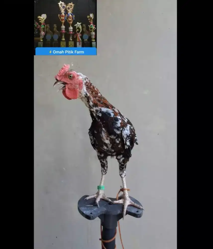 AYAM KETAWA DURASI SAMBUNG x DURASI PANJANG