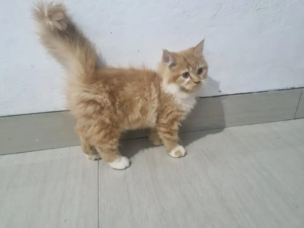 Kucing sepasang kitten persia