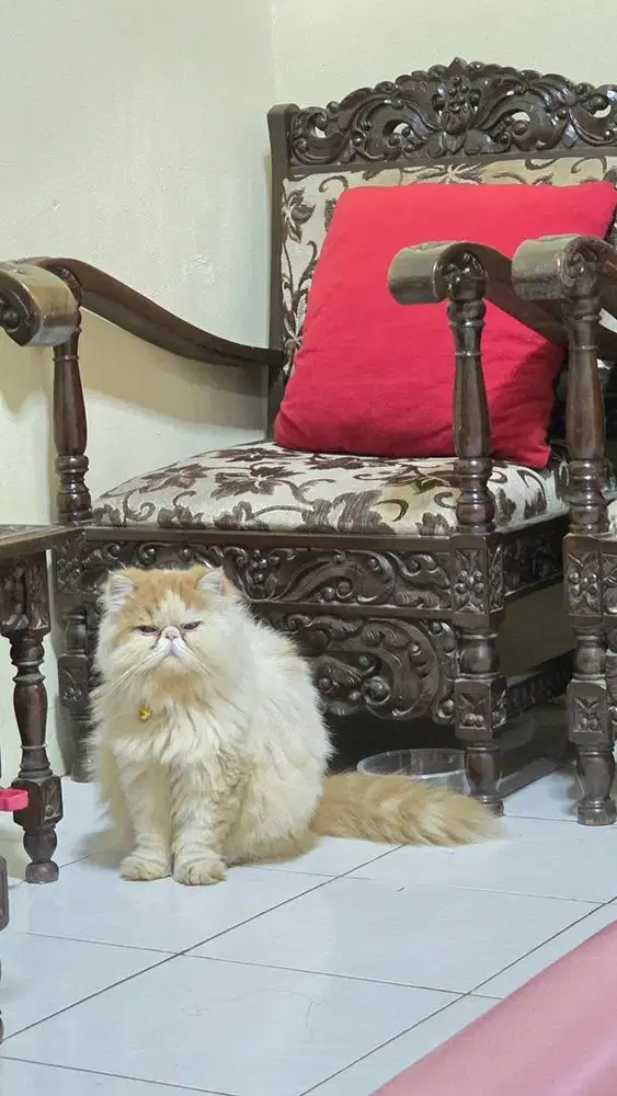 Kucing persia peaknose long hair