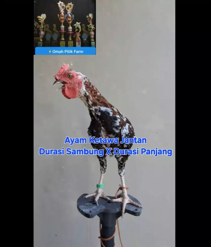 AYAM KETAWA DURASI SAMBUNG X DURASI PANJANG