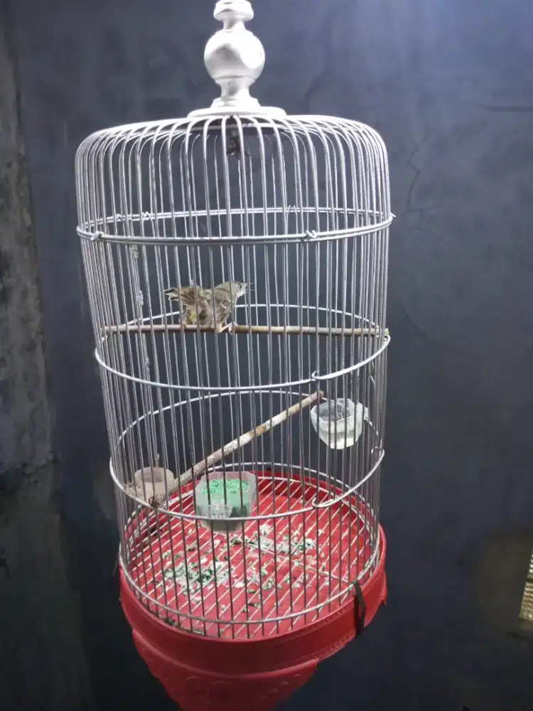 Cisem jantan fullset