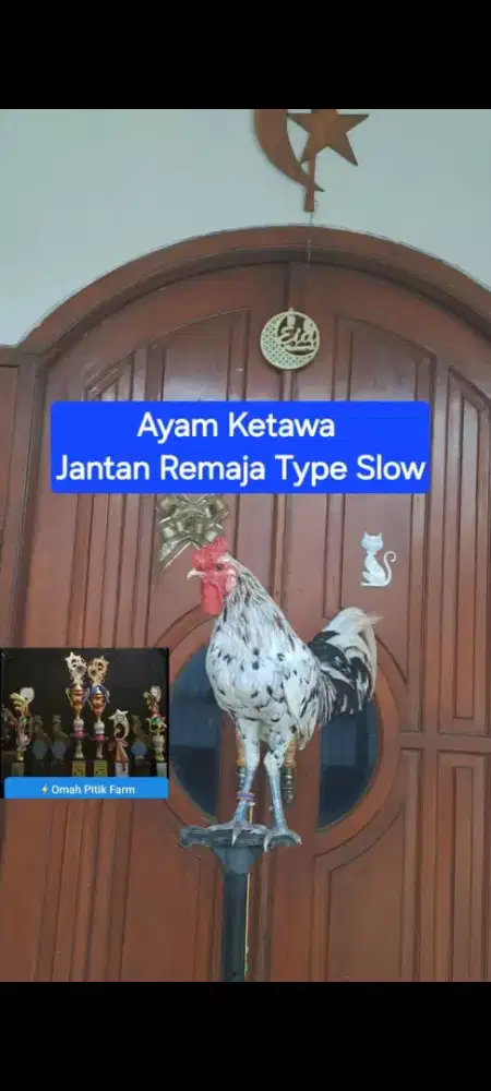 AYAM KETAWA TYPE SLOW KOKOK DENGAN PENUTUP TRAH JUARA