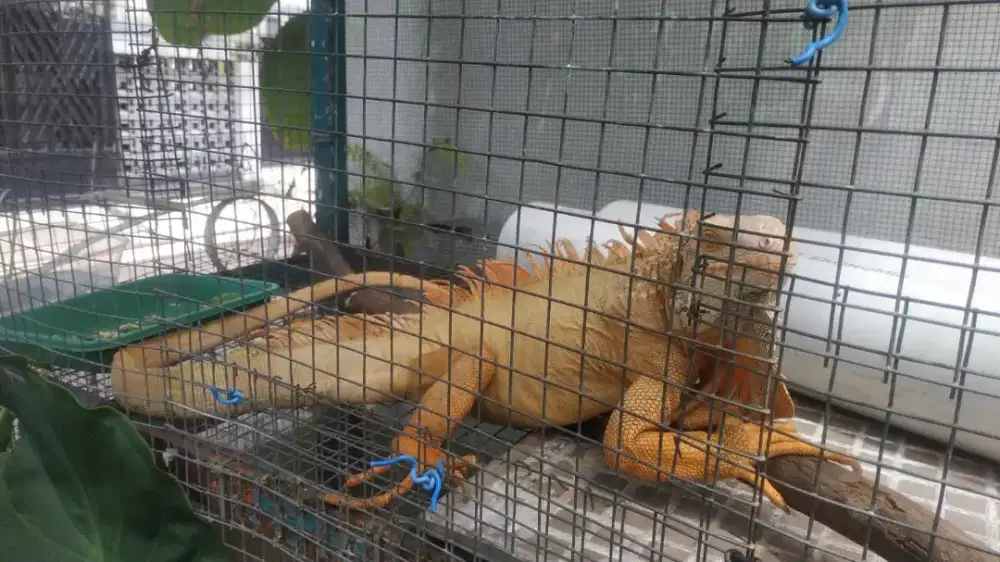 IGUANA ALBINO JANTAN