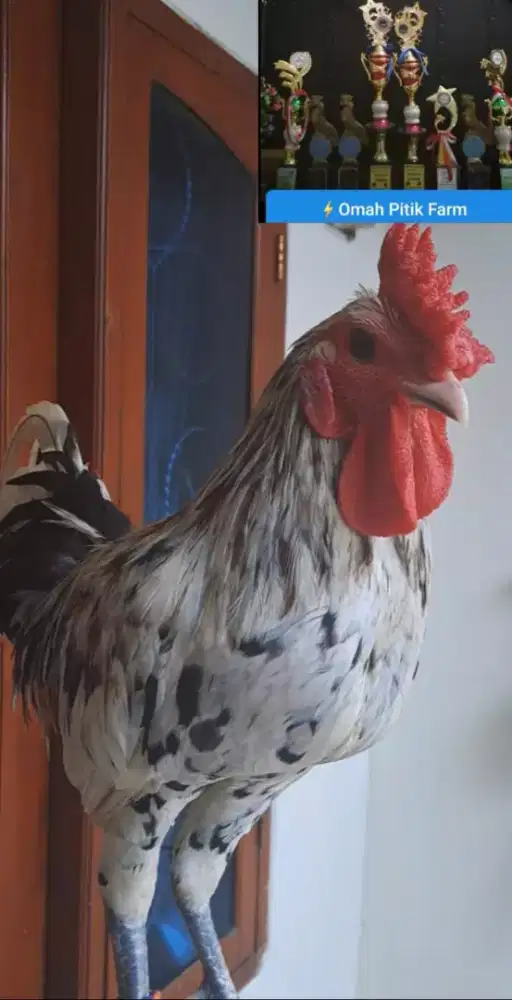 AYAM KETAWA TYPE SLOW KOKOK DENGAN PENUTUP TRAH JUARA