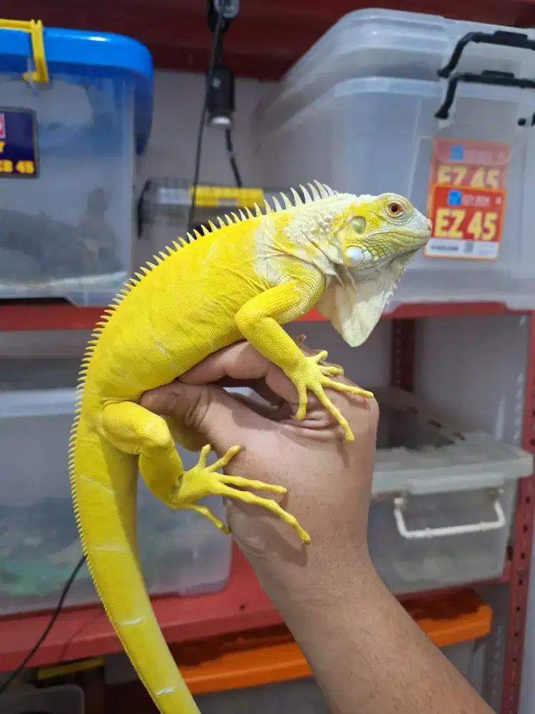 Green Albino Kualitas