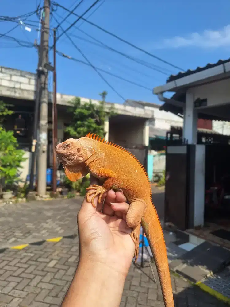Red Hypo Ganteng Polll