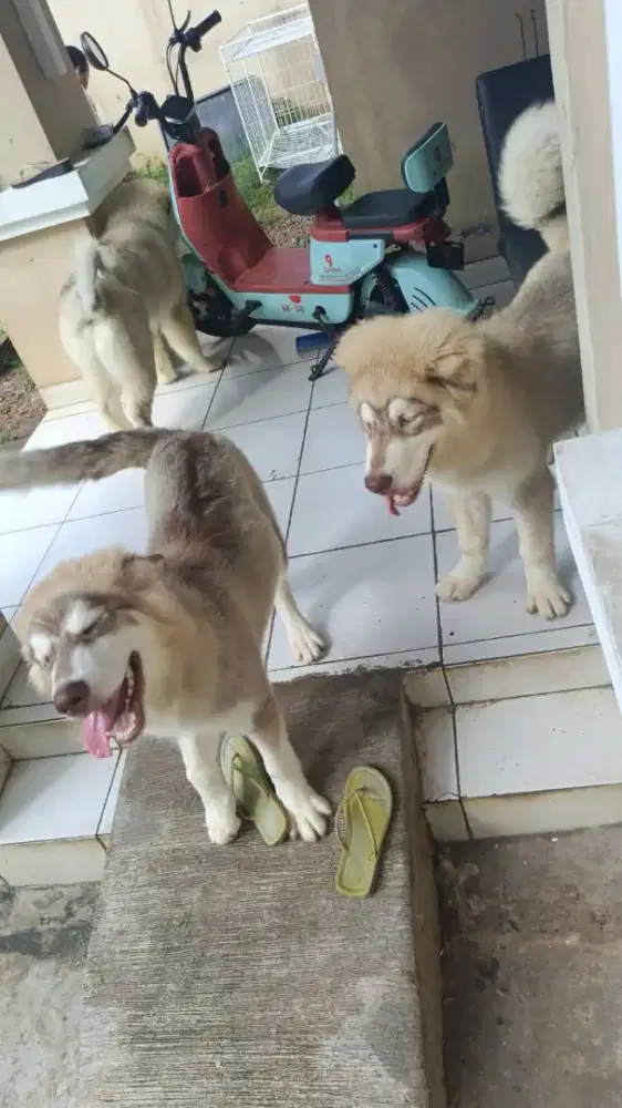 Alaskan malamut sepasang 5 bulan