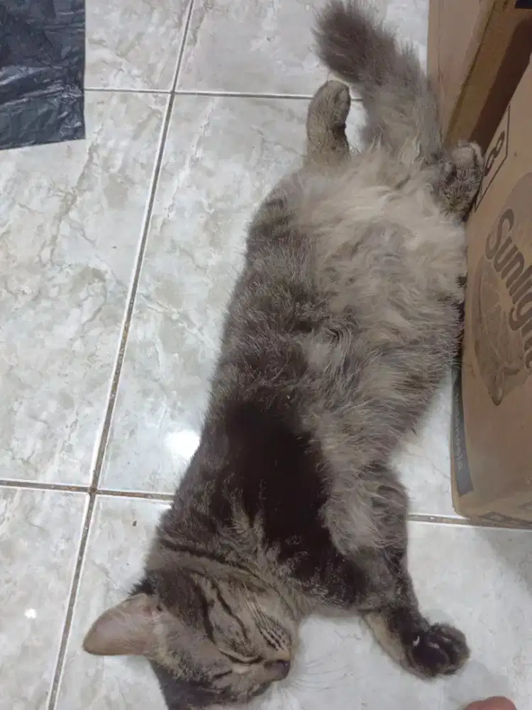 Kucing anaknya anggora