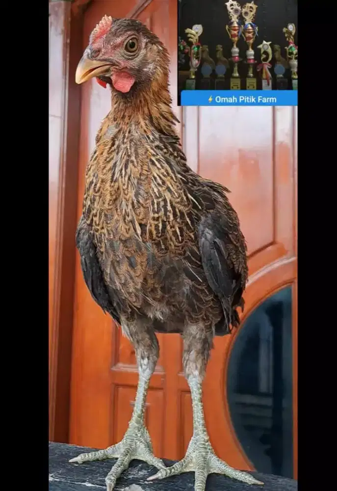 AYAM KETAWA JANTAN TYPE SLOW TRAH JUARA