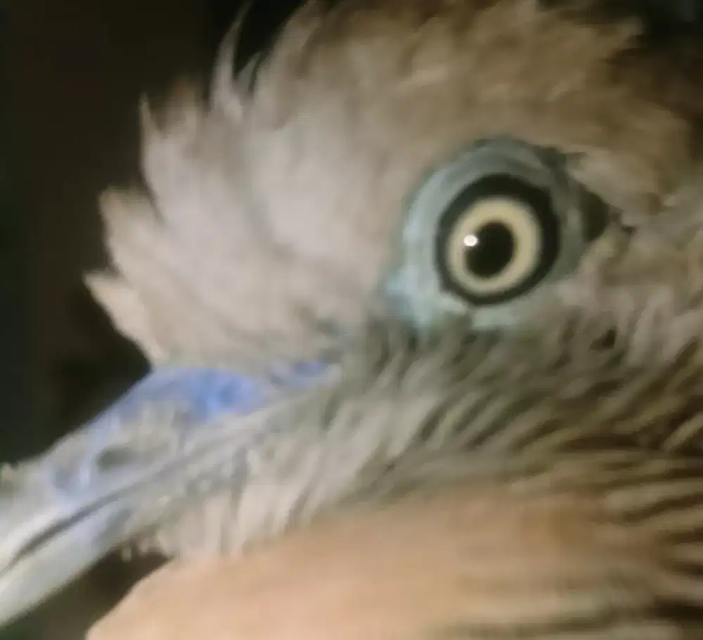 Perkutut Mercu jiwo mata kuning langka