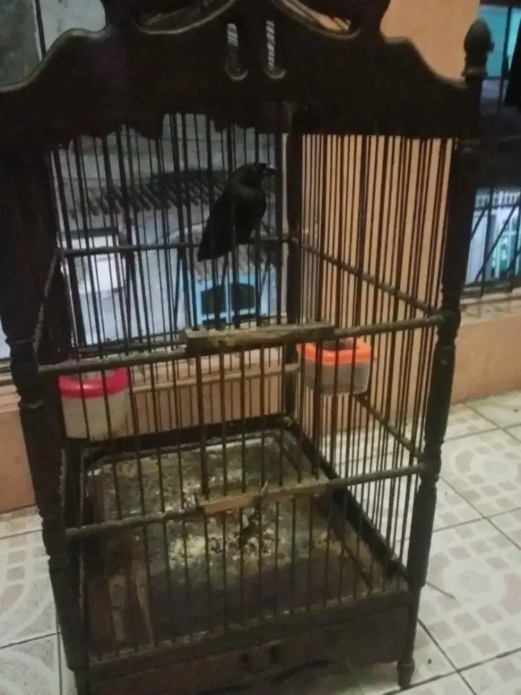 Murai Papua gacor rawatan fulset Murmer lok mangga