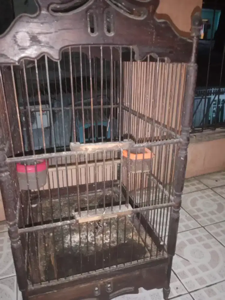 Jalak rio Rio fullset burung rawatan Murmer aj