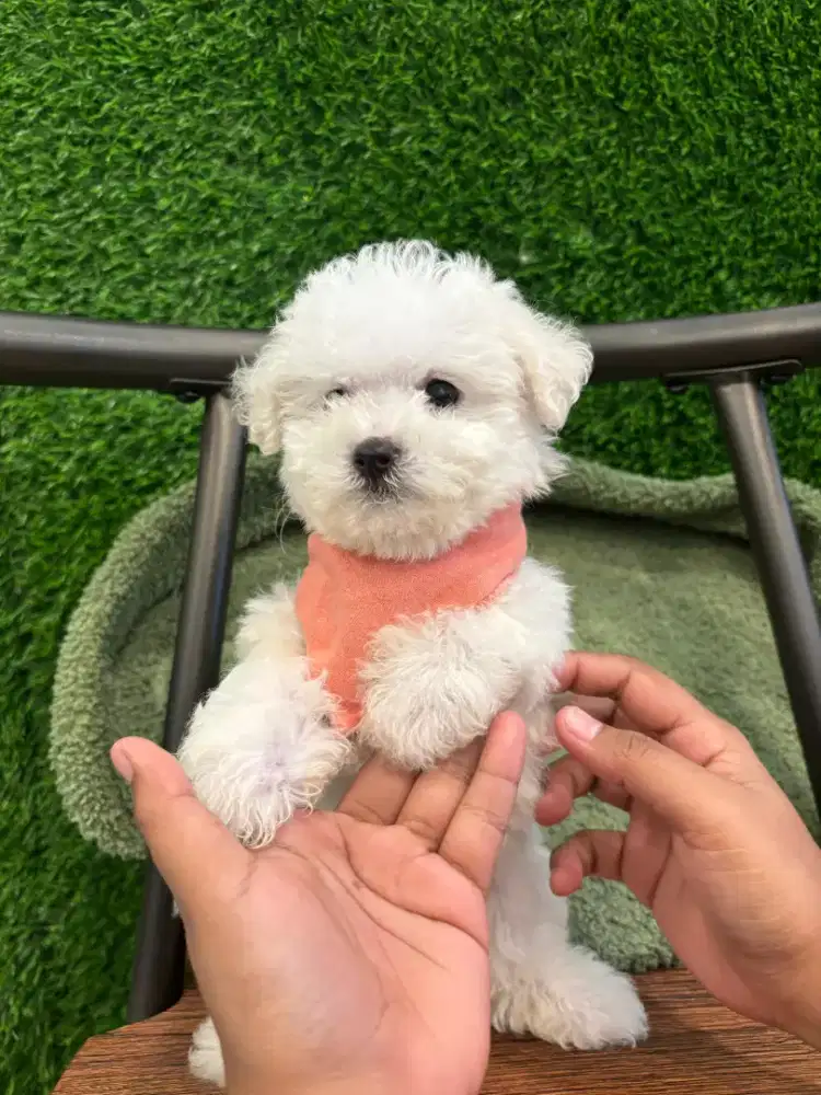 Poochon ( jantan & betina)