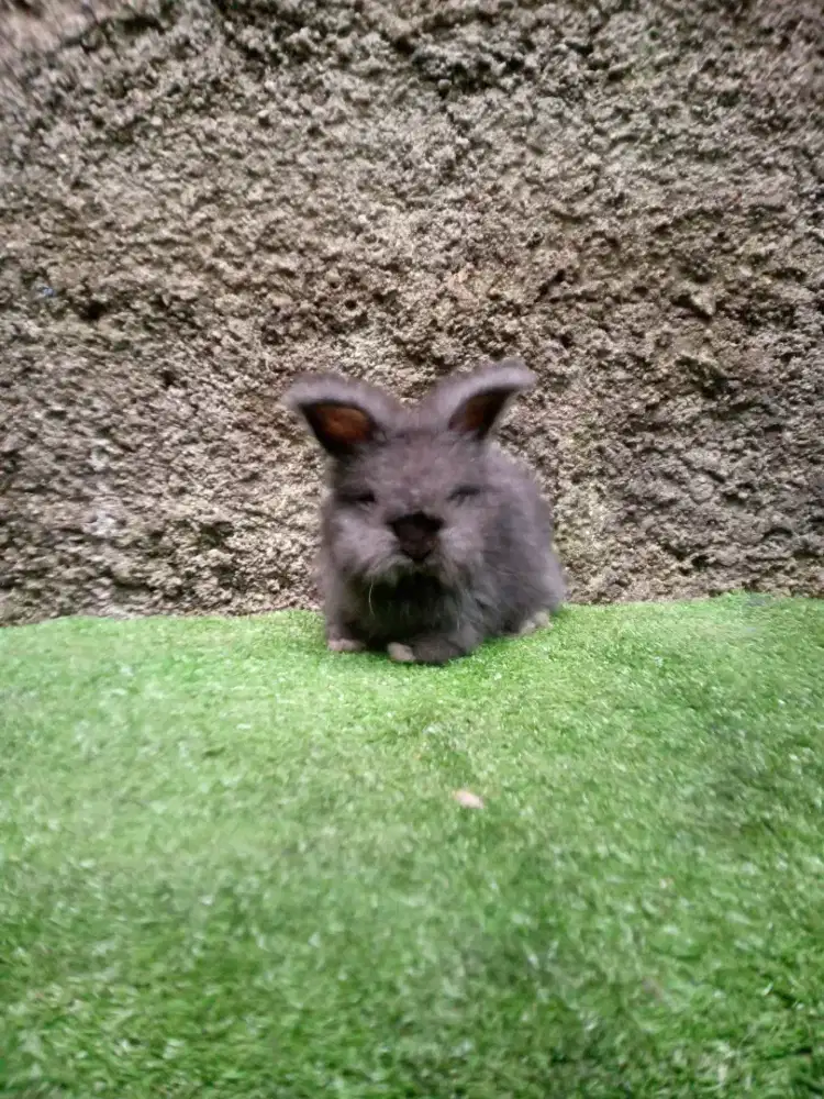 Kelinci English anggora